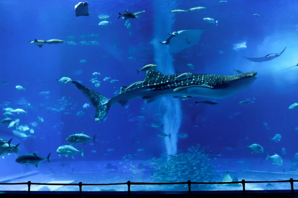 Un des magnifiques requin-baleine de l'aquarium Churaumi d'Okinawa