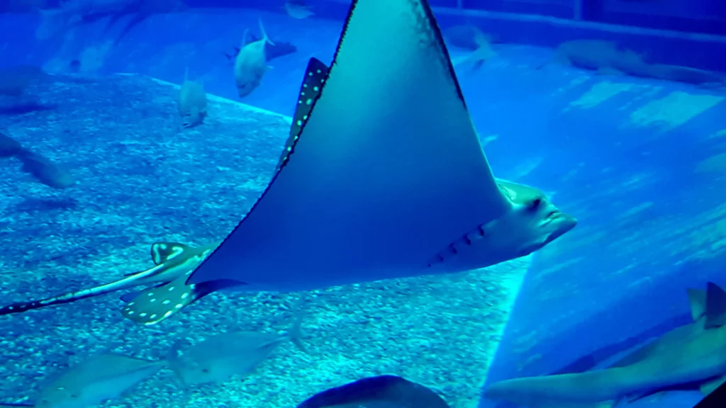 Raie Manta dans l'aquarium Churaumi d'Okinawa