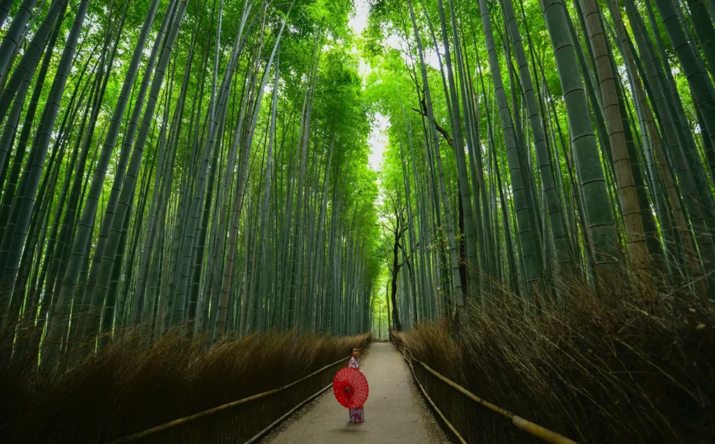 forêt de bamboo à Kyoto